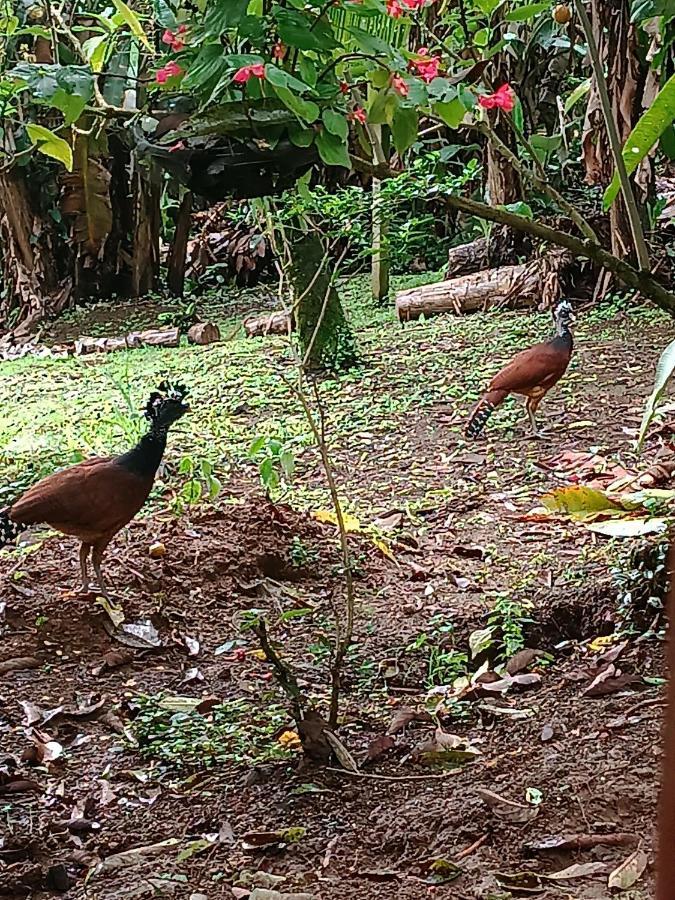 Arenal Rustic Lodge La Fortuna 外观 照片